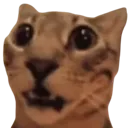 cat_whar
