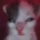 cat_squint