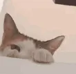cat_meme_2