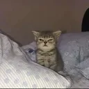 Catster Discord Emoji