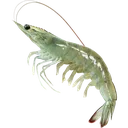 green_shrimp green_shrimp