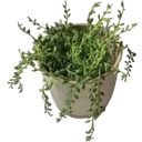 green_plant