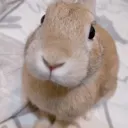 slungus