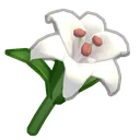 dandelily