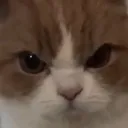 madgecat