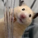 hamster_hello