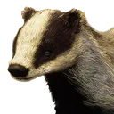 pxdseriousBadger