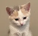 chalupa