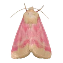 c_moth c_moth
