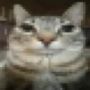 1CatStare