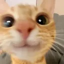 ycat33