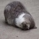 DeadTiredCat Discord Emoji