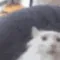 catPog catPog