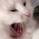zuriScream
