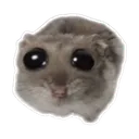 sadhamster