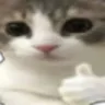 catthumbsup