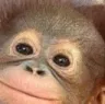 happymonkey