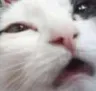 catwhat