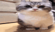 CHE Discord emoji