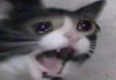 catnoooo