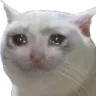 sadcat