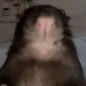 ratcloseup