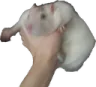 ratgrab
