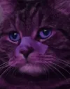 gatogosling gatogosling