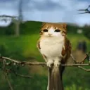 birdcat