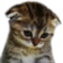 sadcat sadcat