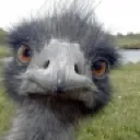 Ostrich
