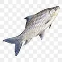 fished