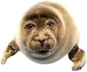 nikochan