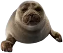 belovedseal belovedseal