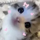 cutecat