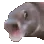 fishPoggers