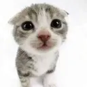 thebabybungler
