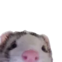 7784ferretpeek