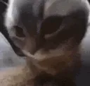 ln_chipi_chapa ln_chipi_chapa