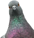 pigeonfront