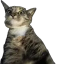 SurprisedLuna