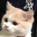 confusedmeow