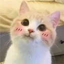 uwu