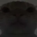 cat_mad