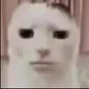 straightcatface straightcatface