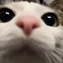 stare