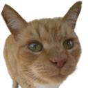 Sammy Discord emoji