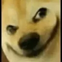 Dogesussimpcord