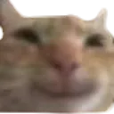 HappyGato