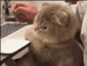 catglare